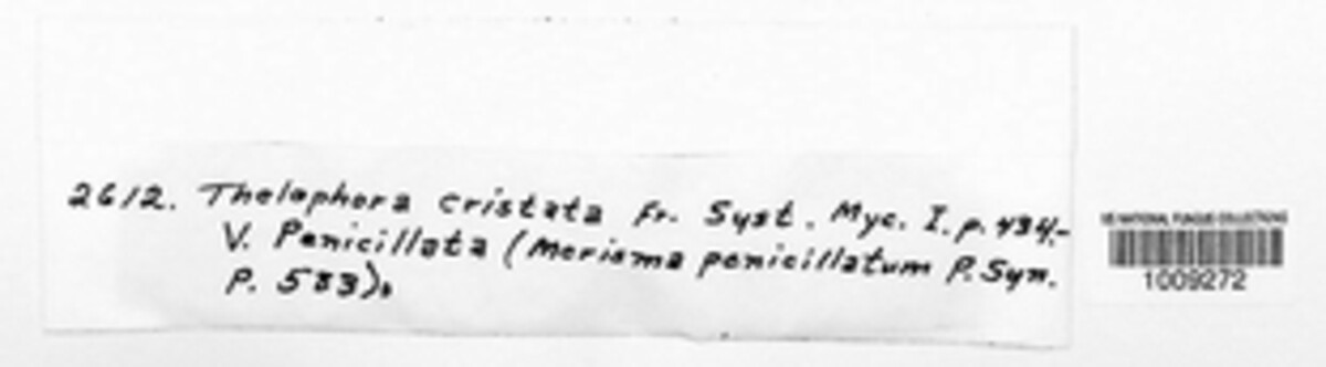 Sebacina incrustans image